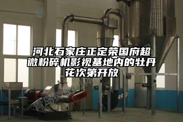 河北石家莊正定榮國府国产黄片奶茶视频影視基地內的牡丹花次第開放