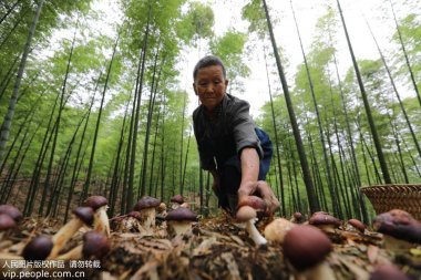 又帶動山區農奶茶黄色视频网站民增收致富